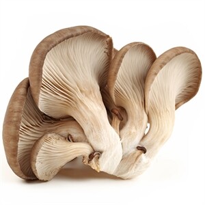 Tuvia Mushroom Otster